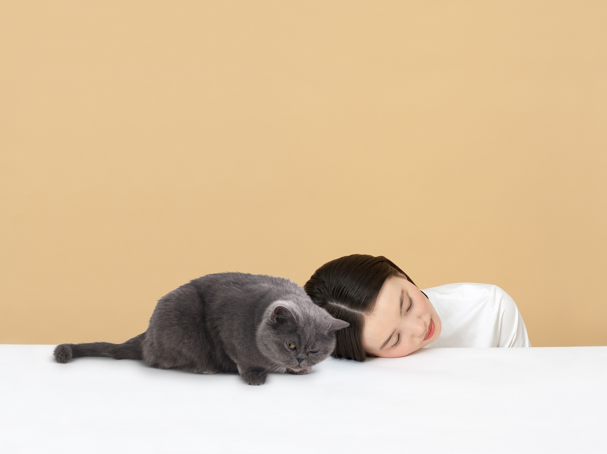 free stock photos with cats