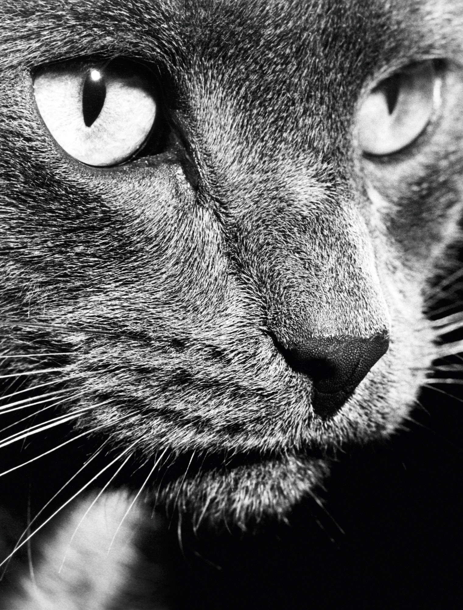 walter chandoha cat photography inspiration