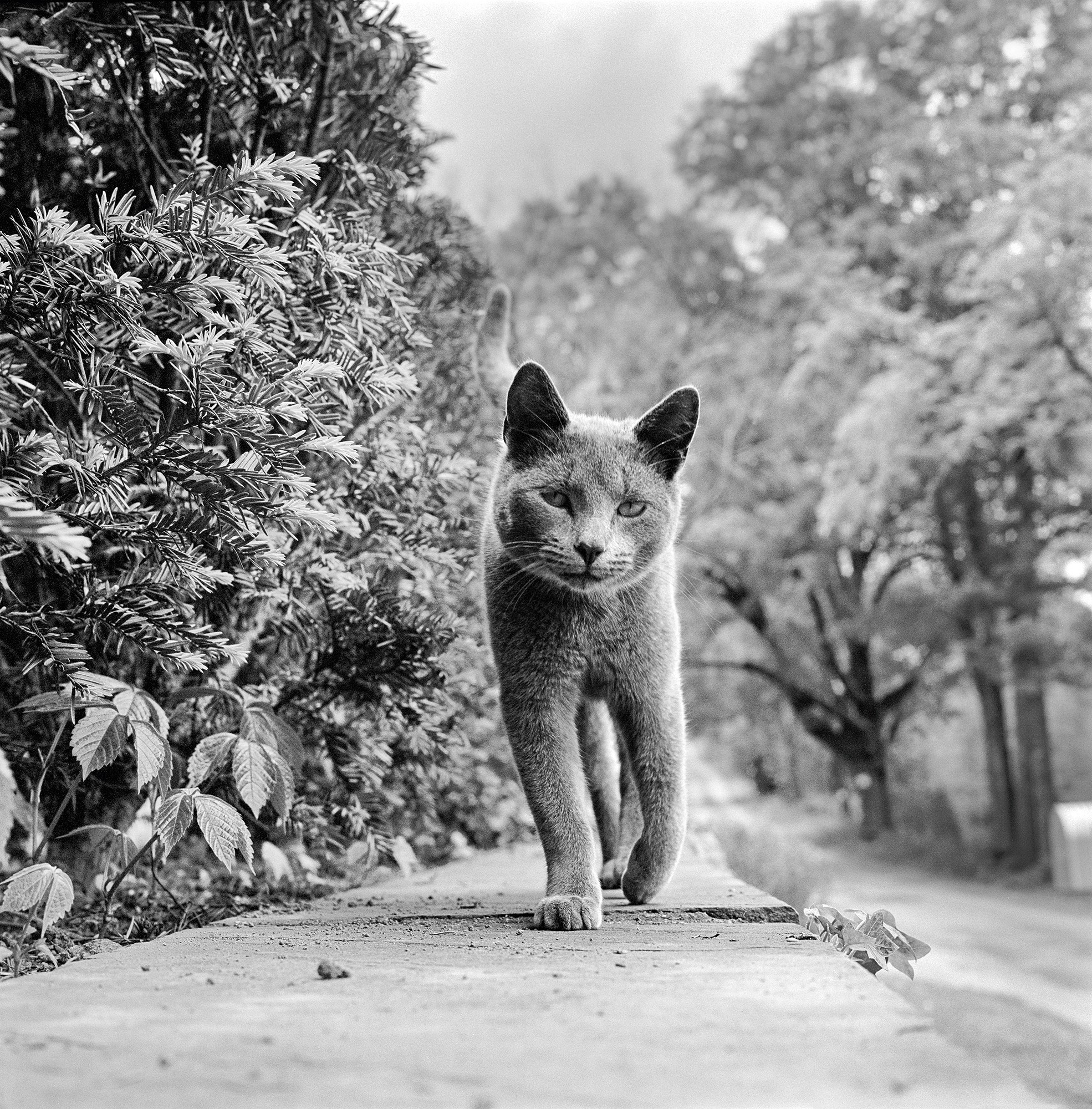 walter chandoha cat photography inspiration