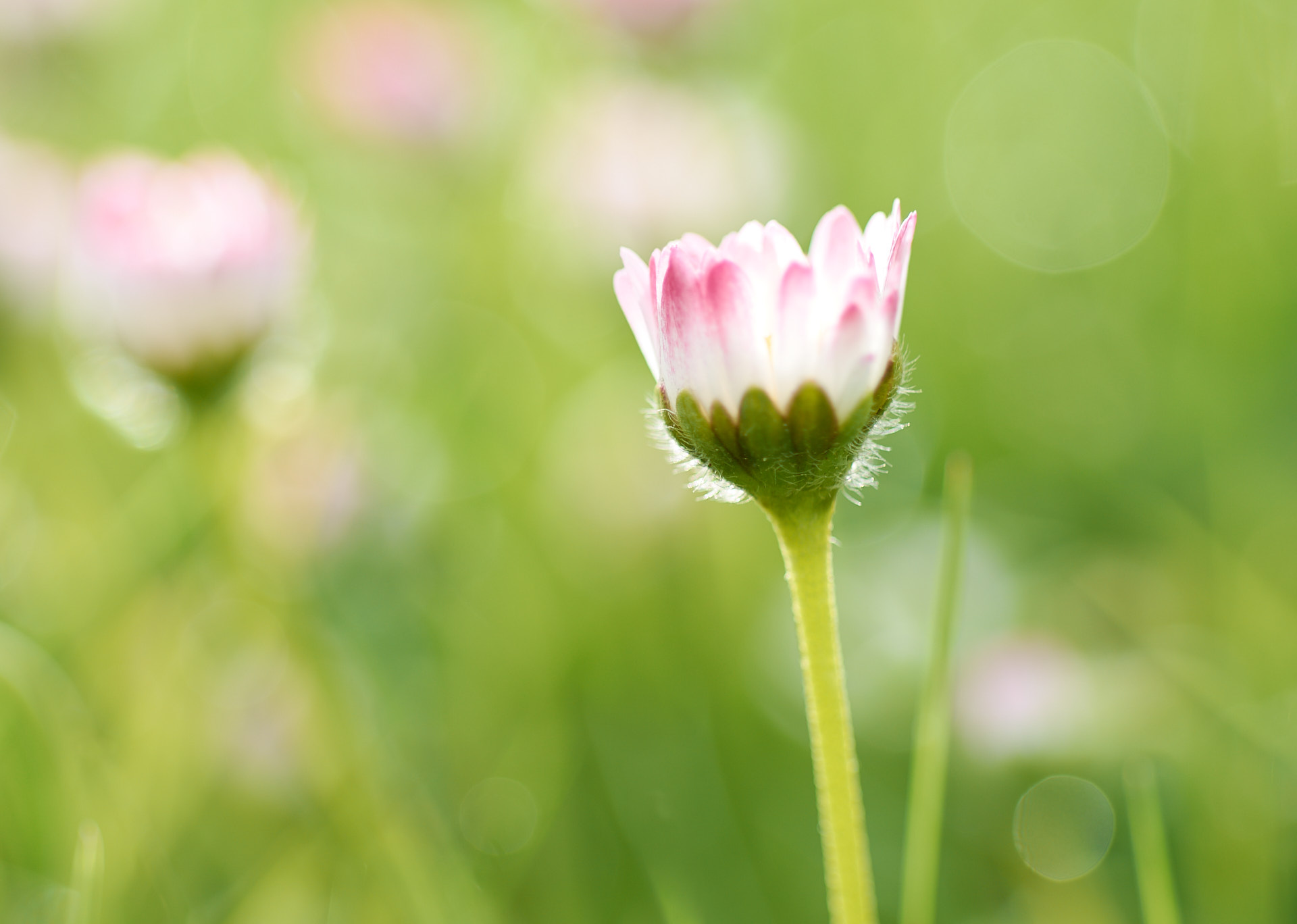 5 Tips for Better Close-up Photography: Close-up Backlit Daisies.
