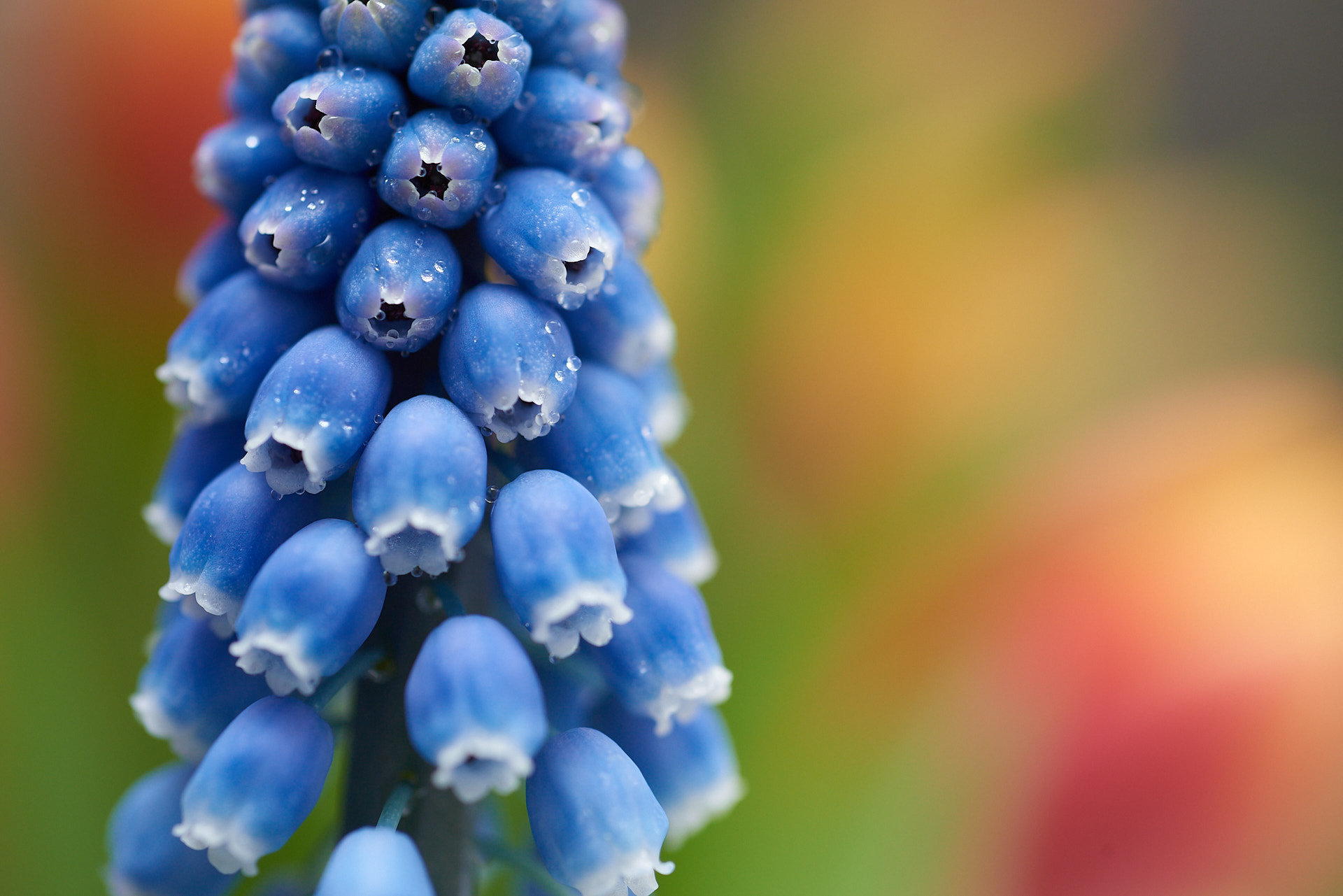 5 Tips for Better Close-up Photography: Grape Hyacinth