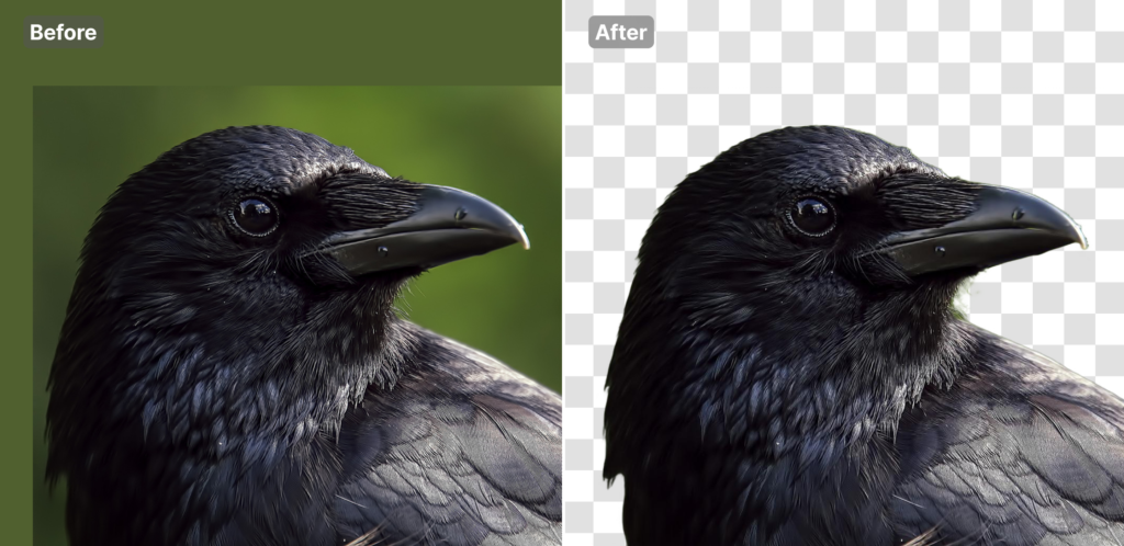 background removed from a photo of a crow