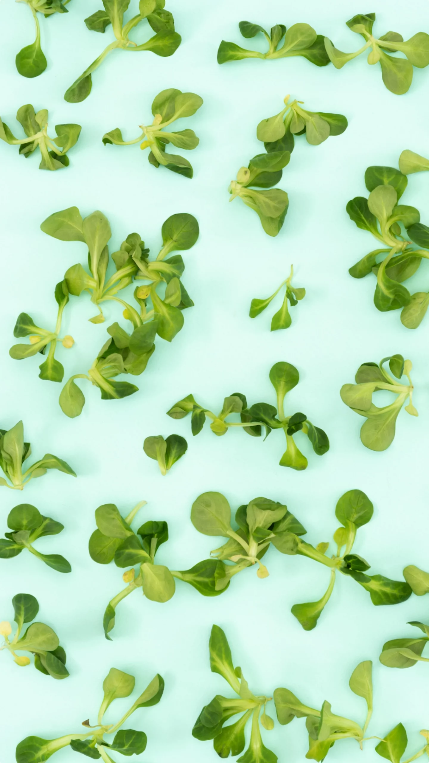 Microgreens minimalistic wallpaper