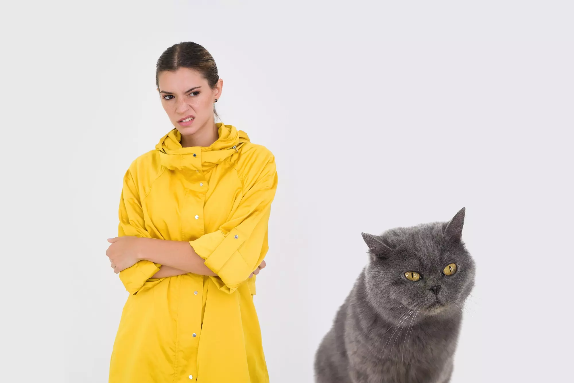 free stock photos with cats