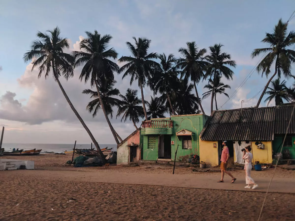 palm trees on a beach