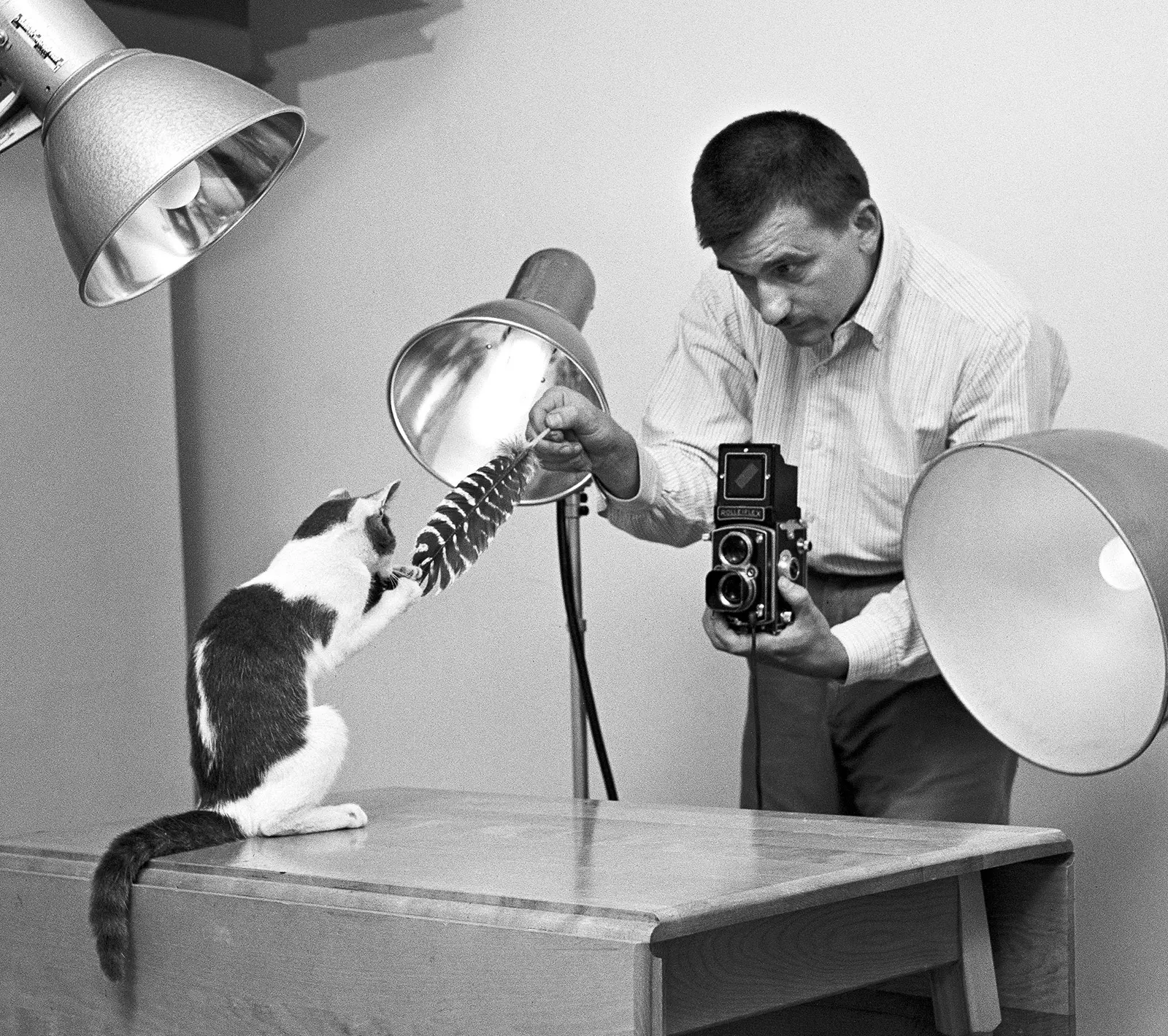 walter chandoha cat photography inspiration