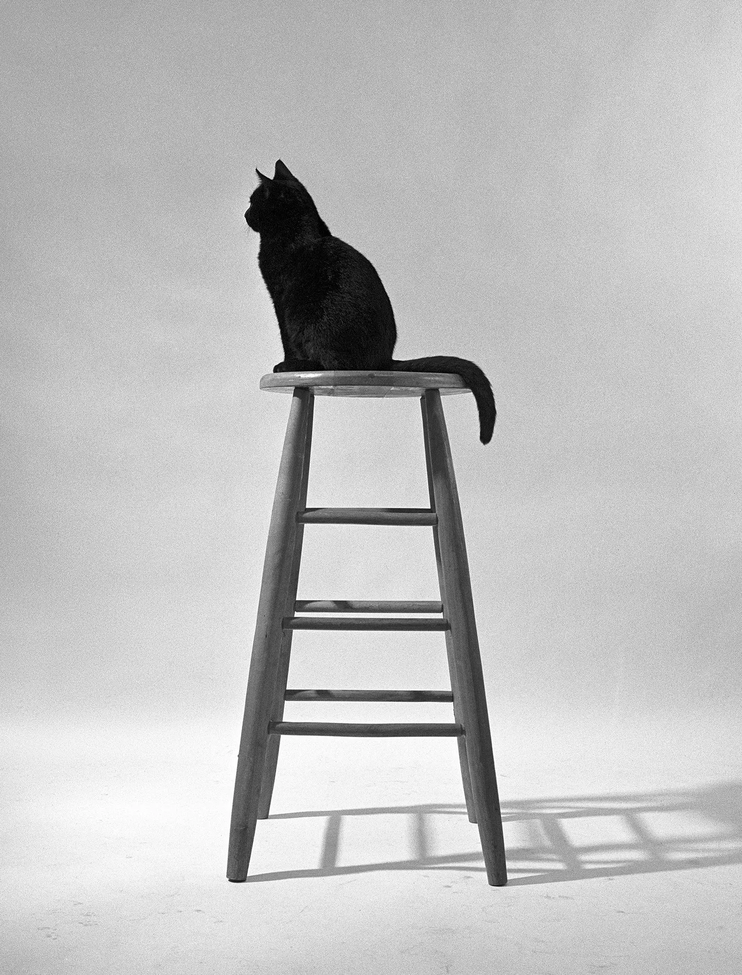 walter chandoha cat photography inspiration