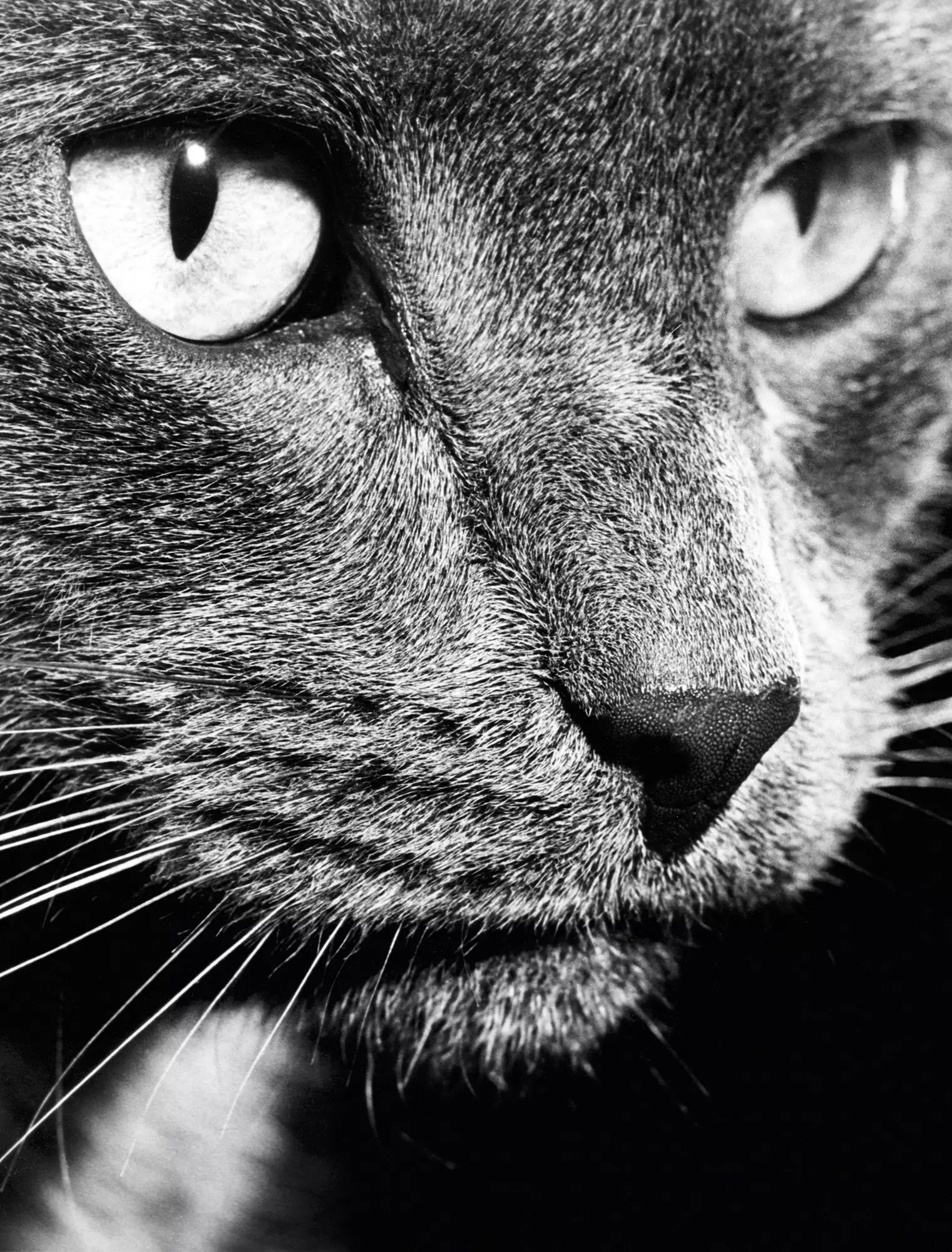 walter chandoha cat photography inspiration
