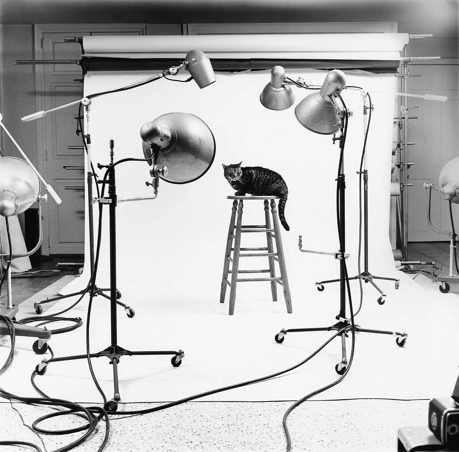 walter chandoha cat photography inspiration
